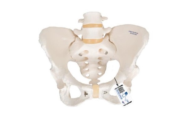 model szkieletu żeńskiej miednicy - 3b smart anatomy- 1000134 [a61] 3b scientific modele anatomiczne 2